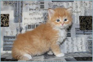 Male Siberian Kitten from Deedlebug Siberians